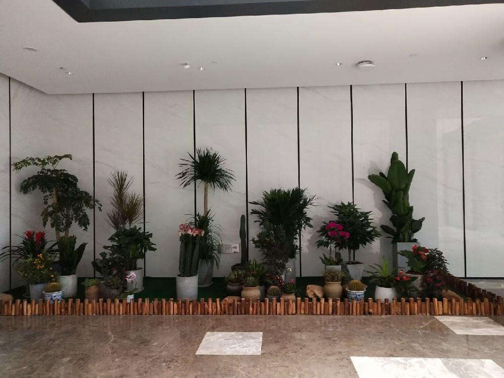 辦公室綠植租賃費(fèi)用到底高不高？常見(jiàn)綠植的種類(lèi)有哪些？