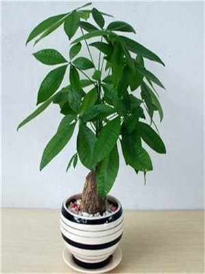 小發(fā)財樹-寧波綠植出租