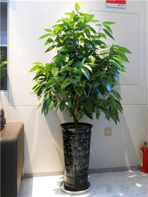 平安樹(shù)-寧波植物租賃